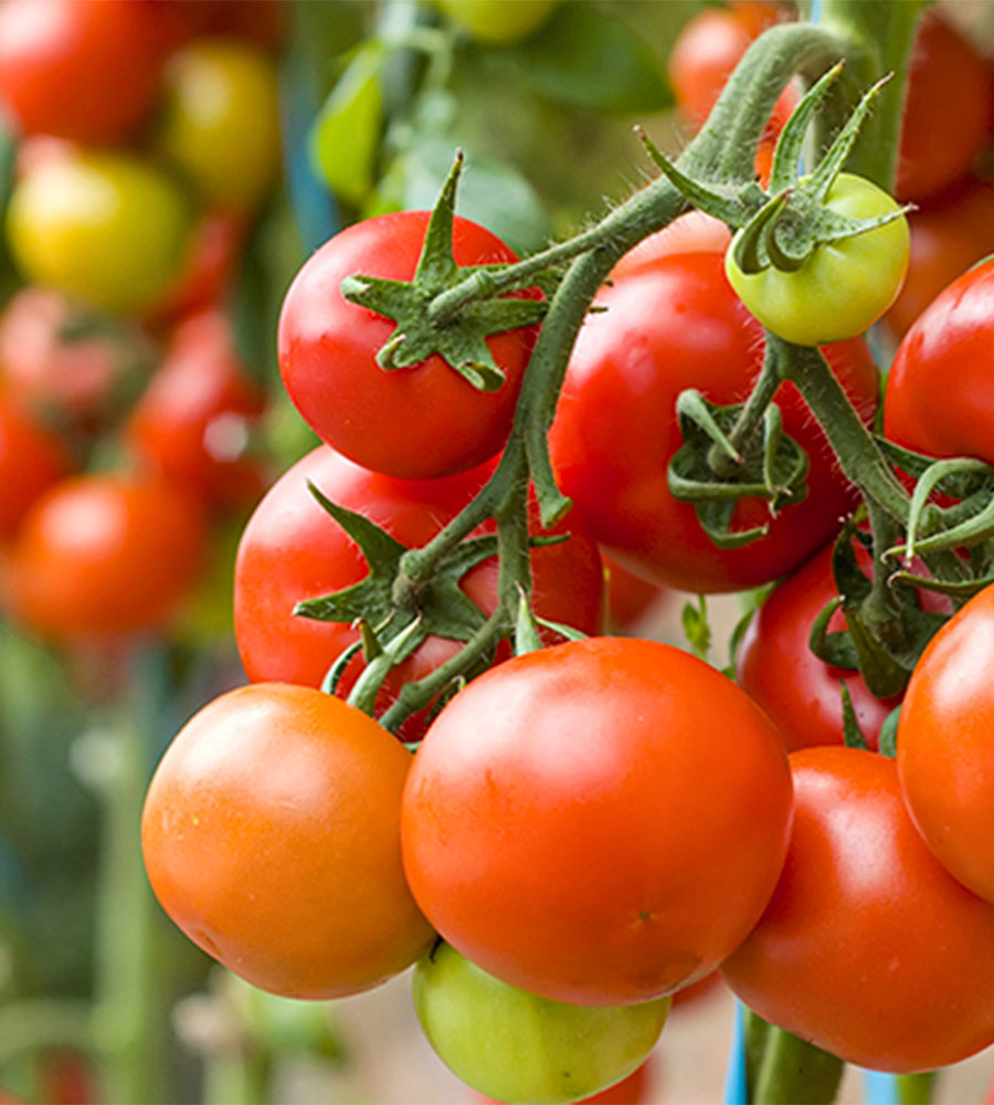 Tomate redondo baby "Tommy" 1k OFERTA