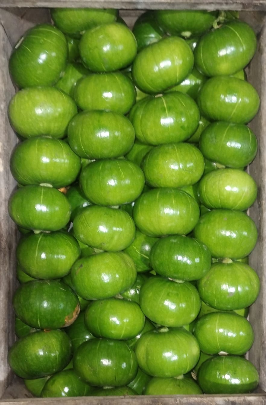 Zapallito Redondo Cajón ~ 14 kg