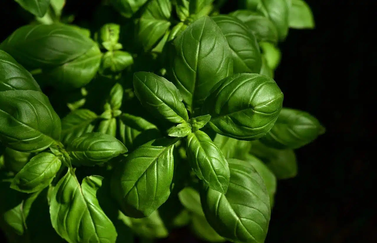 Albahaca