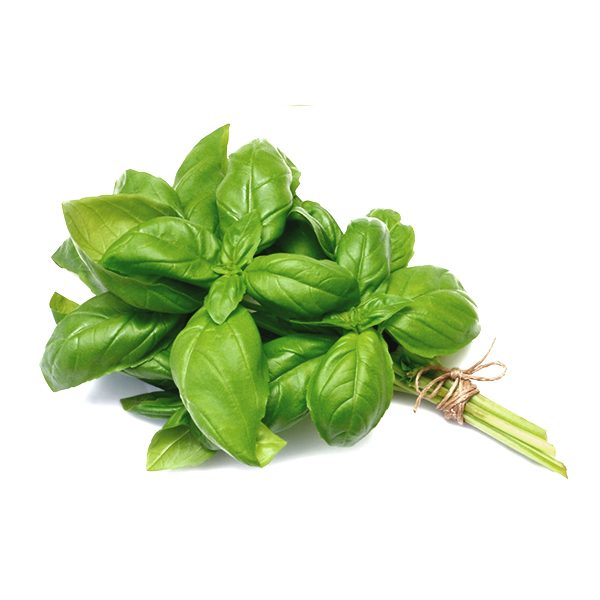 Albahaca