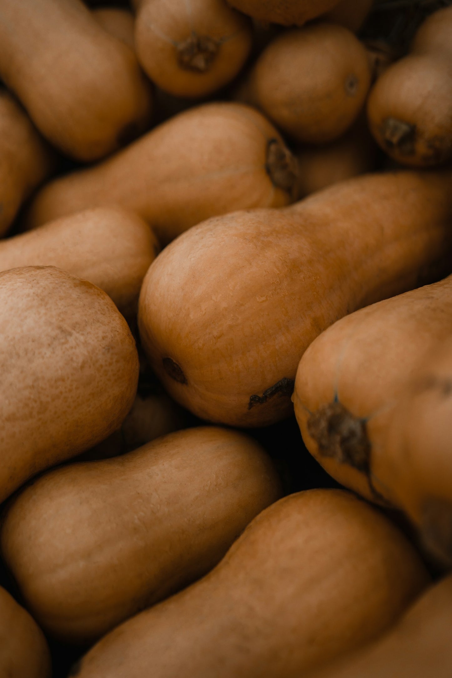 Anco/Calabaza ~ 16kg