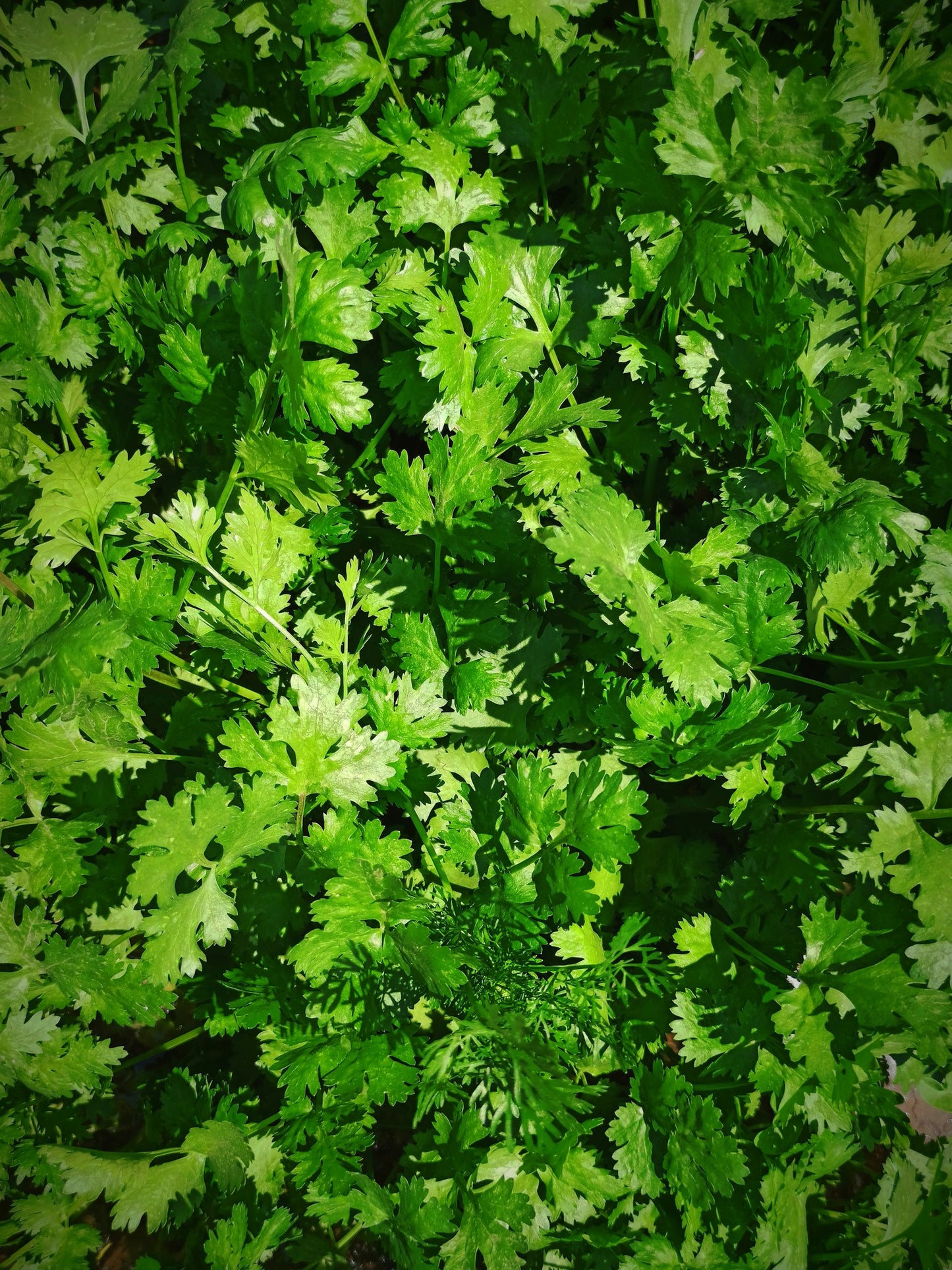 Cilantro