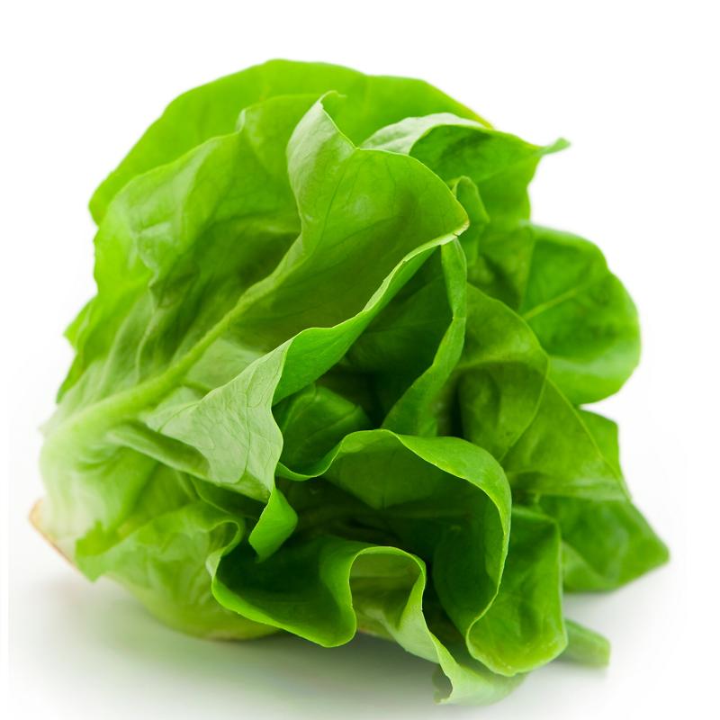 Lechuga Manteca
