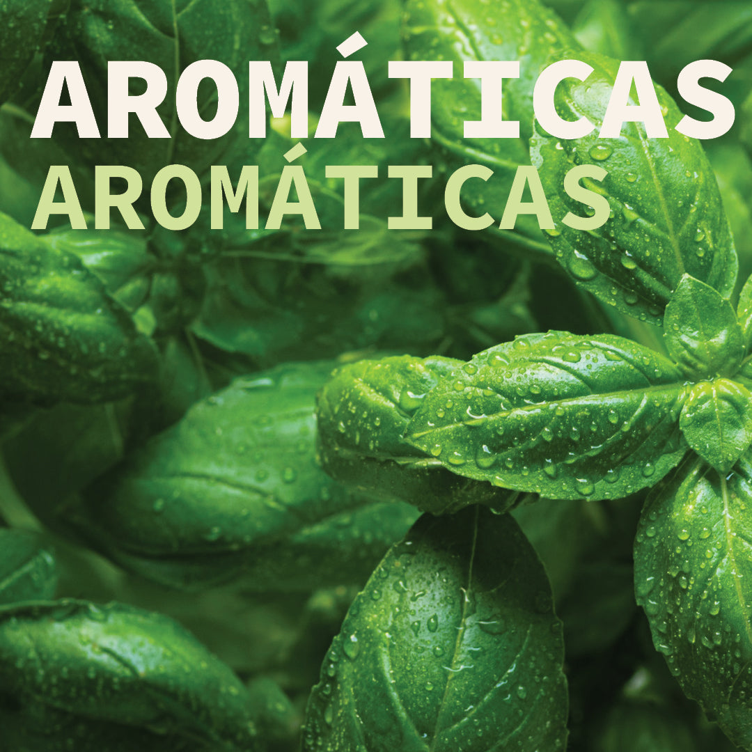 Aromáticas