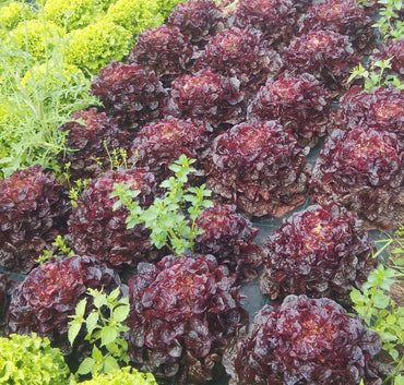 Lechuga Morada