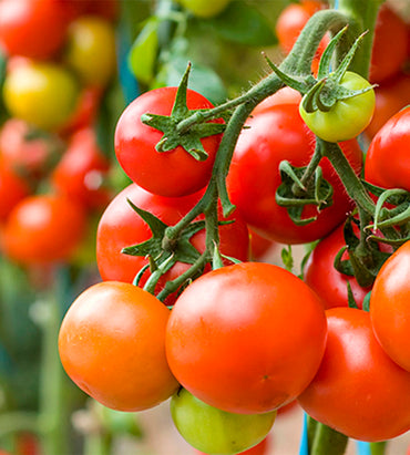 Tomate redondo baby "Tommy"  1k OFERTA