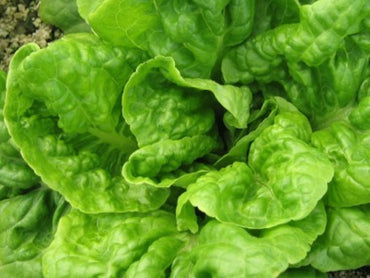 Lechuga Criolla