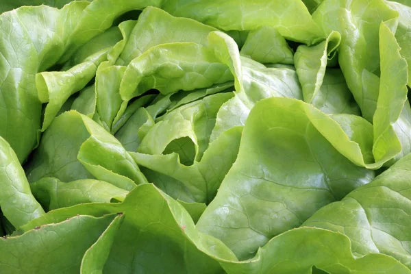 Lechuga Manteca