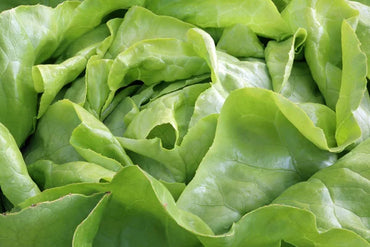 Lechuga Manteca