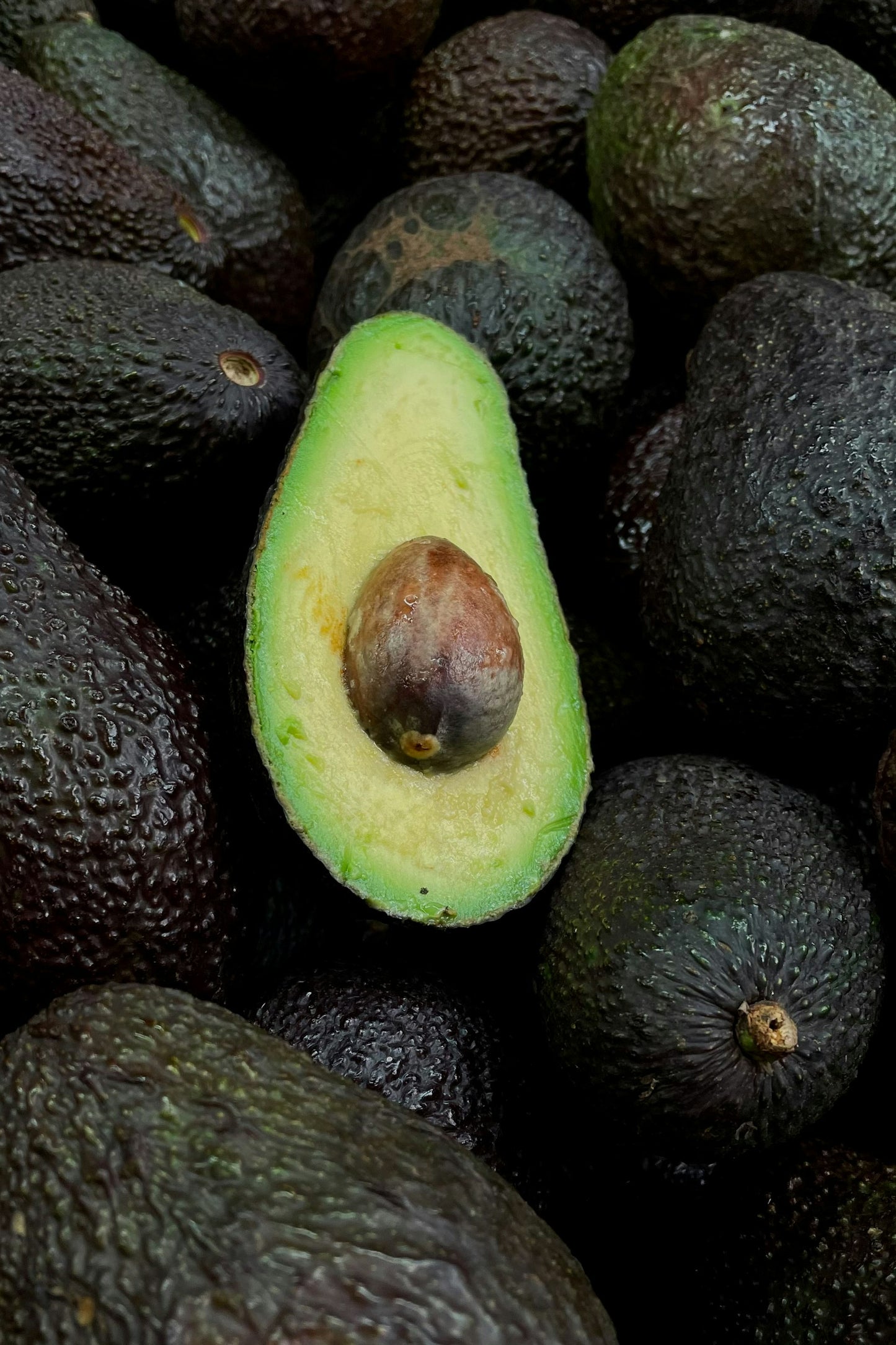 Palta