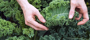 Kale