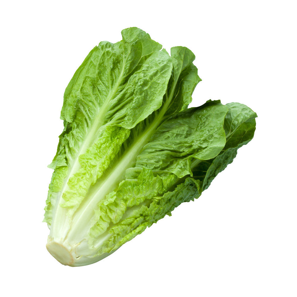 Lechuga Criolla