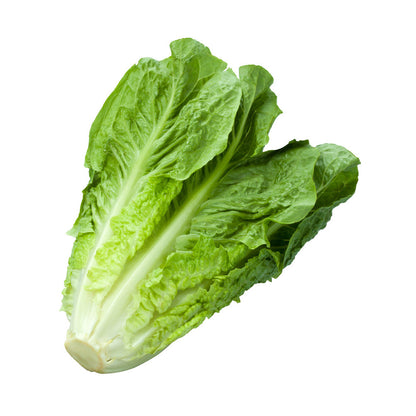 Lechuga Criolla