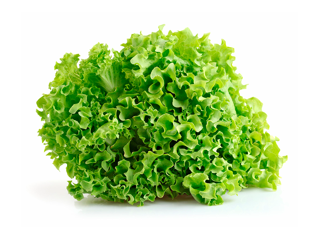Lechuga Francesa