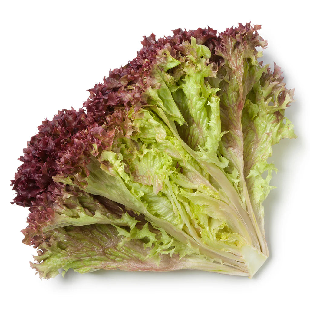 Lechuga Morada
