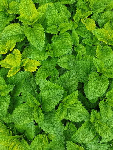 Menta