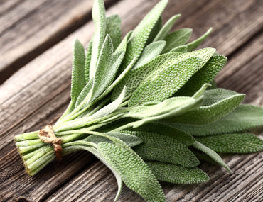 Salvia