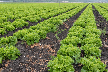 Lechuga Francesa