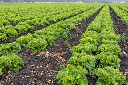 Lechuga Francesa